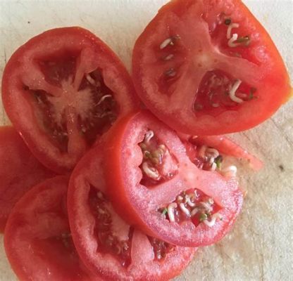 ミニトマト 芽が出たら、宇宙の謎が解けるかもしれない